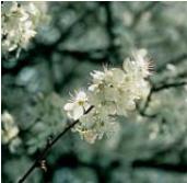 Cherry Plum - Prunus cerasifera (Slíva třešňová)