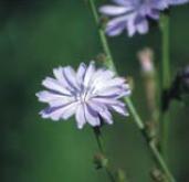 Chicory - Cichorium intybus (Čekanka obecná)