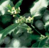 Holly - Ilex aquifolium (Cesmína ostrolistá)