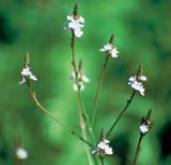 Vervain - Verbena officinalis (Sporýš lékařský)