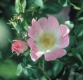 Wild Rose - Rosa canina (Planá šípková růže)