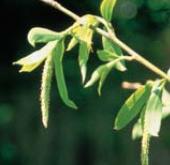 Willow - Salix vitellina (Žlutá vrba)